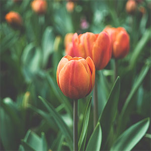 Photo of field of tulips.